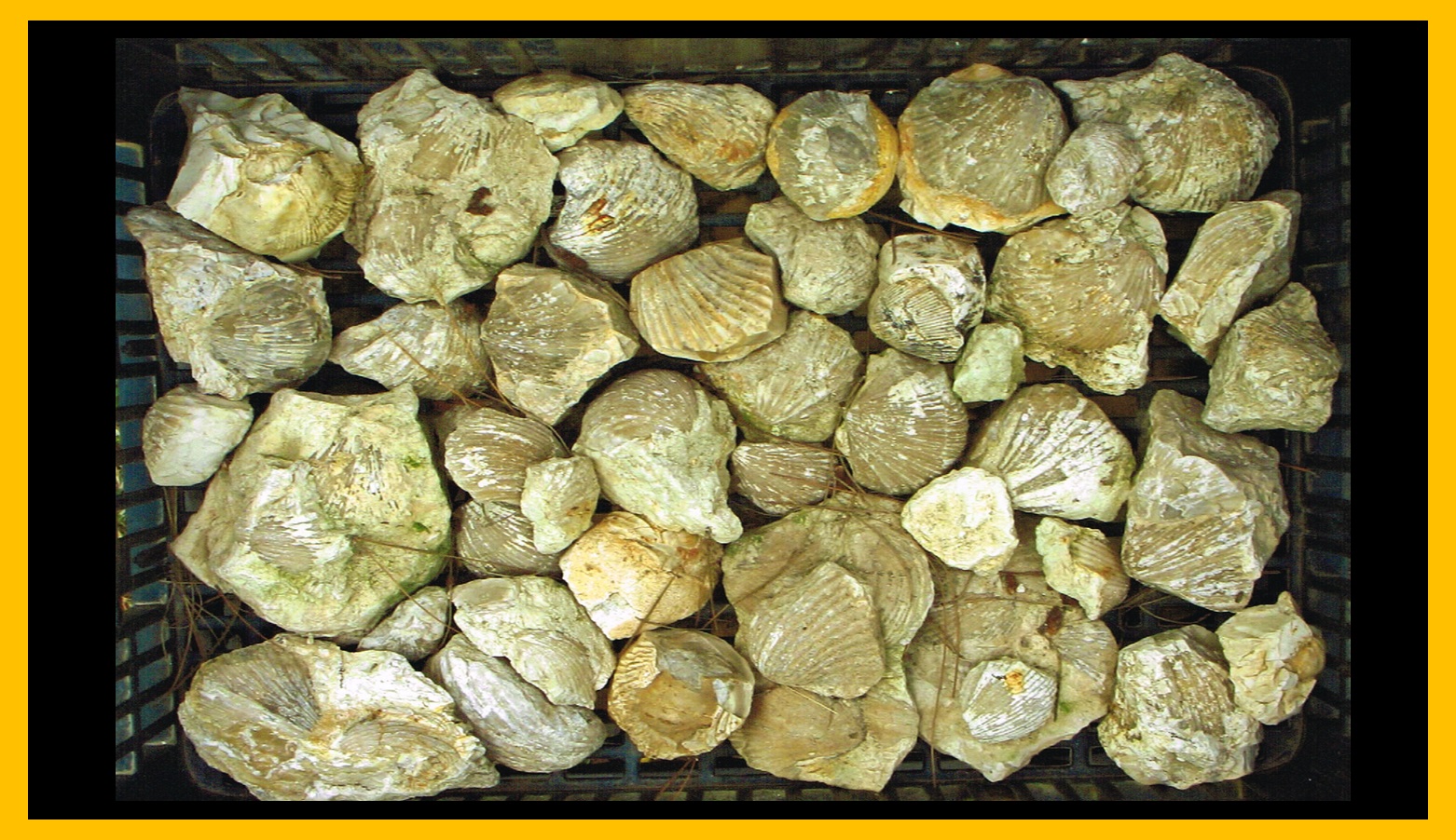 Piedra 1